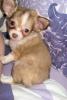 wunderschöner Chihuahua Welpe mit Ahnentafel packt seine Koffer