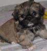 Edelmixwelpen Shihtzu
