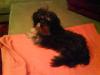 Yorkie-Mischling *02.12.2008