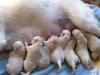 DIE SIEBEN WUNDERBAREN REINRASSIGEN LABRADOR  WELPEN 