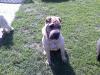 Junge Shar-Pei Hündin abzugeben