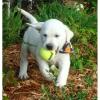 süße Labrador Retriever Welpen