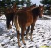 American Racking Horse Gangpferd