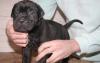 Cane Corso Welpen (FCI)