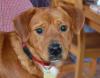 Charly/ Dackelmix/ ca. 2 Jahre