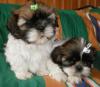 SHIH_ TZU welpen