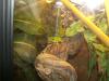 0,  0,  3 Phelsuma madagascariensis grandis abzugeben