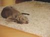Weimaraner Rüde Pancho,  9 Monate alt,  sucht neus liebevolles Zuhhause