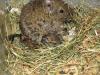 Baby-Degus abzugeben