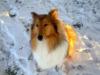 Wunderschöner Collie