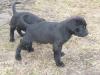 Boxer-Labrador-Welpen