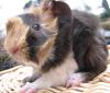 Peruaner Meerschweinchen aus vet. anerk. Hobbyzucht abzugeben 