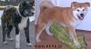 Akita Inu - FCI Stammbaum + Welpen 2010 - Eltern frei von displasia und Augen OK