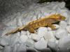 Kronengeckos,  Leopardgeckos,  Goldstaubtaggeckos abzugeben