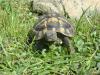 Griechische Landschildkröten (THB),  aus eigener Nachzucht,  div. Jahrgänge