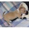 chihuahua welpen