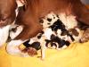 pit bull americn bulldog mix welpen
