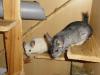 süßes chinchilla pärchen zu verkaufen
