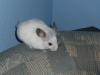 chinchilla pärchen zu verkaufen