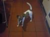 reinrassiger Jack-Russel-Terrier,  rüde,  7 monate alt,  hochbeinig