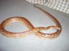 Okeete /  Pantherophis guttatus