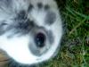 schnuffel sucht liebevollles zuhause =)