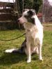 Border Collie-Rüde,  1 Jahr