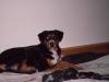 so alle hundedamen gut aufgepasst !!!!