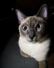 Notfall! Siamkater (1, 5 J.) & Russisch Blau Kater (4 J.) suchen liebe neue Famil