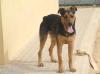 Sanfte,  freundliche Diva sucht ihre Familie