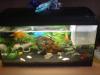 verkaufe Aquarium mit ca 45 fischen