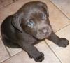 brauner Labradorwelpe,  Rüde abzugeben