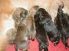 11 kleine Wunder,  Golden Retriever,  Schäferhund Mix-Welpen