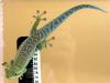 Phelsuma b. borbonica NZ 2009 abzugeben
