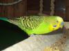 Suche: VÖGEL ALLER ART FÜR GROßE AUSSENVOLIERE