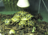 Griechische Landschildkröten
