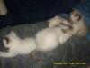 Siam/ Thai-Katerchen abzugeben!!