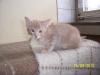 Orientalisch Langhaar-Kitten