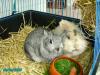 Hase und Häsin (Bauj. 2005) suchen neues Zuhause