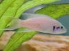 Feenbarsch,  Prinzessin von Burundi (Neolamprologus brichardi)