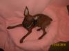 Zwergpinscher Rüde Braun/  Kinderlieb
