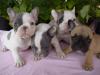 Franzosische Bulldogge Welpen