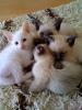 Siam/ Thai-Katzen-Babies
