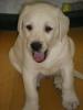 Süsse Labrador Welpen,  blonde Welpen z.v.