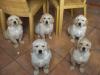Golden Retriever-Welpen,  hervorragend sozialisiert
