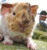 Peruaner Meerschweinchen Babys abzugeben