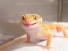 Kronengeckos,  Leopardgeckos,  Phelsumen abzugeben Top Tiere