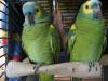 Blaustirnamazonen-Pärchen ggf. f. Zucht, M:12J/ W:9J