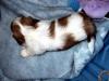 shih tzu  welpen  zu verkaufen