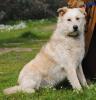 Fulmine sucht ein liebevolles Zuhause